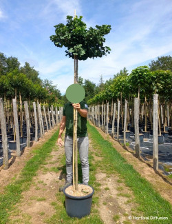 GINKGO biloba MARIKEN En pot 25-30 litres forme tige hauteur du tronc 180-200 cm