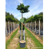 GINKGO biloba MARIKEN En pot 25-30 litres forme tige hauteur du tronc 180-200 cm