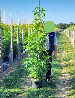 LIQUIDAMBAR styraciflua SLENDER SILHOUETTE En pot de 15-20 litres forme baliveau