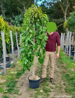 MORUS alba PENDULA En pot de 35-50 litres forme tige hauteur du tronc 180-200 cm