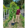 MORUS alba PENDULA En pot de 35-50 litres forme tige hauteur du tronc 180-200 cm