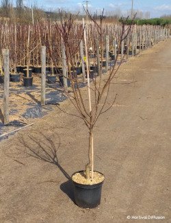 PÊCHER En pot de 10-12 litres forme gobelet