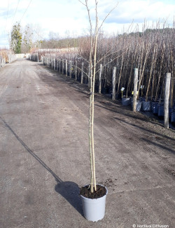 POIRIER En pot 10-12 litres forme gobelet