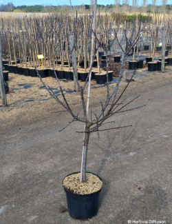 PRUNIER En pot de 10-12 litres forme gobelet