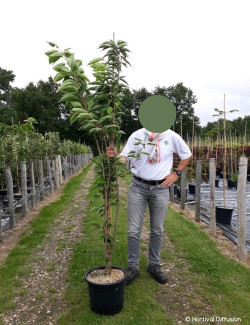 PRUNUS serrulata AMANOGAWA En pot 15-20 litres forme forme baliveau