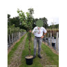 PRUNUS serrulata AMANOGAWA En pot 15-20 litres forme forme baliveau