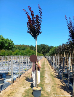 PRUNUS cerasifera ATROPURPUREA En pot de 25-30 litres forme tige hauteur du tronc 180-200 cm
