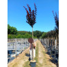 PRUNUS cerasifera ATROPURPUREA En pot de 25-30 litres forme tige hauteur du tronc 180-200 cm