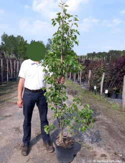 PYRUS calleryana CHANTICLEER En pot de 15-20 litres forme baliveau