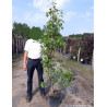 PYRUS calleryana CHANTICLEER En pot de 15-20 litres forme baliveau