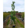 QUERCUS palustris GREEN PILLAR En pot de 25-30 litres forme baliveau
