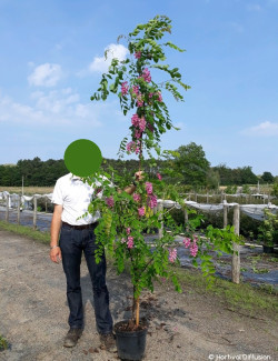 ROBINIA margaretta CASQUE ROUGE En pot de 10-12 litres forme baliveau