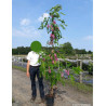 ROBINIA margaretta CASQUE ROUGE En pot de 10-12 litres forme baliveau