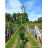 TILIA platyphyllos RUBRA En pot de 15-20 litres forme baliveau
