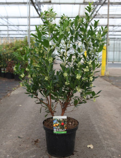 ARBUTUS unedo COMPACTA En pot de 10-12 litres