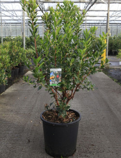 ARBUTUS unedo COMPACTA En pot de 25-30 litres