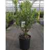 ARBUTUS unedo COMPACTA En pot de 25-30 litres