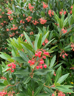 ARBUTUS unedo MERCURIUS