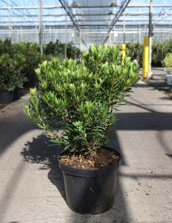 ARBUTUS unedo MERCURIUS En pot de 10-12 litres