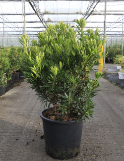 ARBUTUS unedo MERCURIUS En pot de 25-30 litres