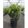 ARBUTUS unedo MERCURIUS En pot de 25-30 litres