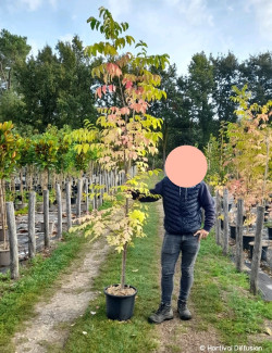 EUODIA daniellii ou Tetradium daniellii var. hupehensis En pot de 15-20 litres forme baliveau