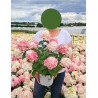 HYDRANGEA paniculata En pot de 4-5 litres