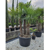 TRACHYCARPUS fortunei En pot de 290-375 litres forme cépée 2-3 troncs hauteur totale 250-300