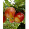 PLUOT FLAVOR CANDY® (Prunus)