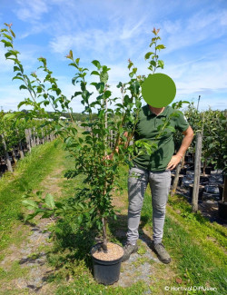 PLUOT En pot de 10-12 litres gorme gobelet