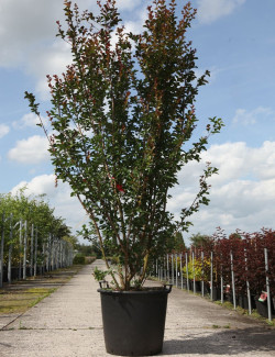 LAGERSTROEMIA En pot de 90-110 litres forme buisson