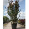 LAGERSTROEMIA En pot de 90-110 litres forme buisson