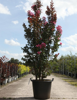 LAGERSTROEMIA En pot de 70-90 litres forme buisson