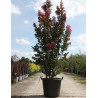 LAGERSTROEMIA En pot de 70-90 litres forme buisson