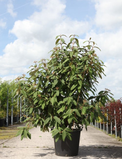 VIBURNUM RHYTIDOPHYLLUM En pot de 70-90 litres