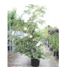 ULMUS minor SUBEROSA En pot de 70-90 litres forme buisson hauteur 250-300 cm