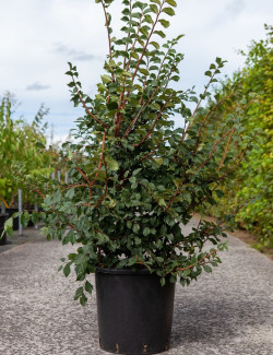 ULMUS minor SUBEROSA En pot de 30-35- litres forme buisson hauteur 125-150 cm