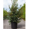 ULMUS minor SUBEROSA En pot de 30-35- litres forme buisson hauteur 125-150 cm
