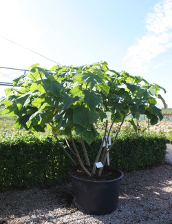 PAULOWNIA tomentosa (Paulownia, arbre impérial) En pot de 250-300 litre forme cépée hauteur 300-350 cm