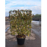 ELAEAGNUS ebbingei Gilt hedge En pot de 35-50 litres forme espalier hauteur 115 cm - largeur 100 cm