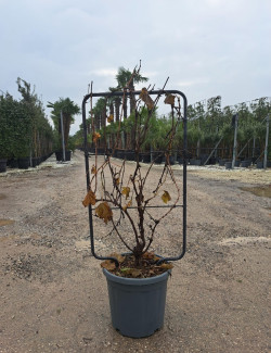 En pot de 15-20 litres forme espalier hauteur totale y compris le pot 110 cm - largeur 060 cm