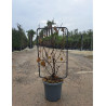 En pot de 15-20 litres forme espalier hauteur totale y compris le pot 110 cm - largeur 060 cm