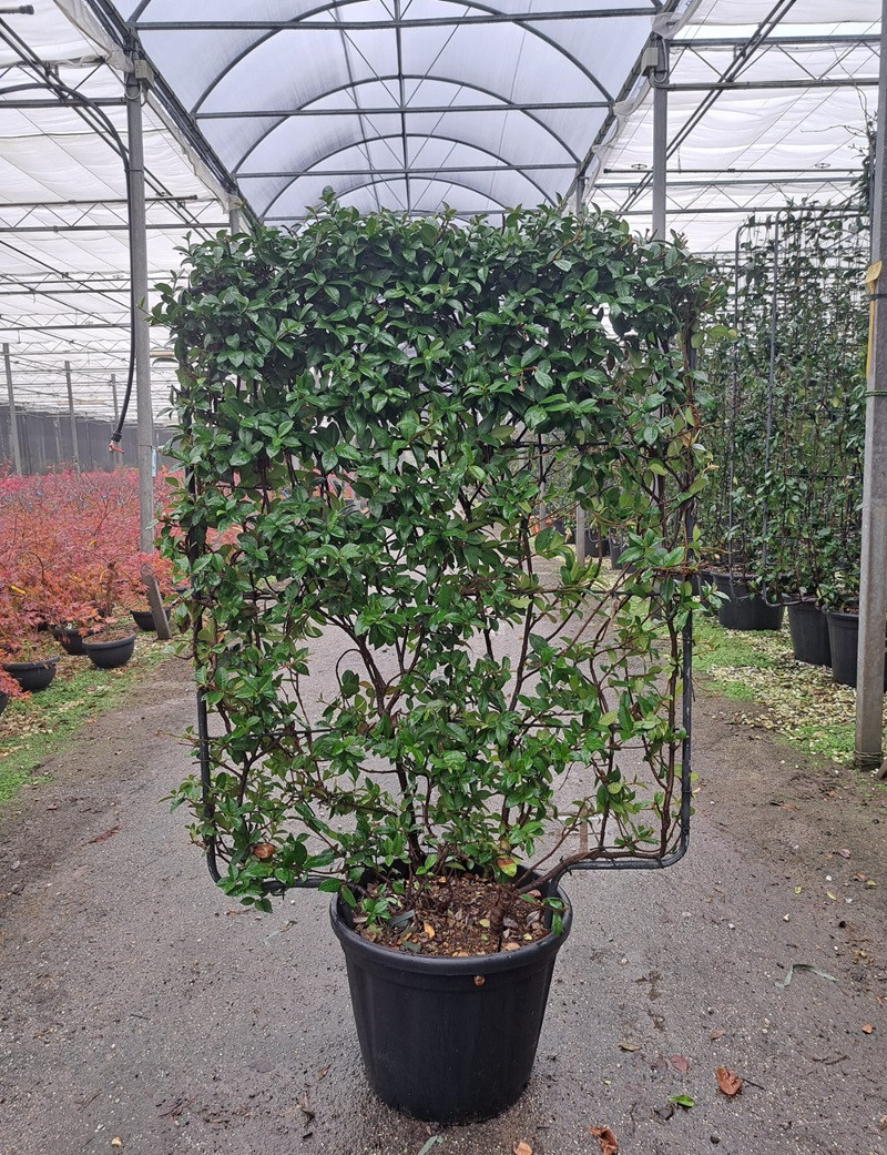TRACHELOSPERMUM jasminoides En pot de 35-50 litres forme espalier hauteur 115 cm - largeur 100 cm