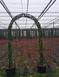 TRACHELOSPERMUM jasminoides En pot de 35-50 litres forme arche