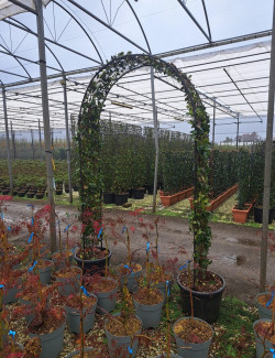 TRACHELOSPERMUM jasminoides En pot de 35-50 litres forme arche