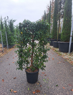 PRUNUS lusitanica En pot de 15-20 litres forme espalier hauteur totale y compris le pot 110 cm - largeur 060 cm