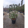 PHOTINIA fraseri PINK MARBLE® En pot de 15-20 litres forme espalier hauteur totale y compris le pot 110 cm - largeur 060 cm