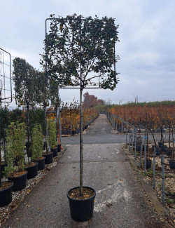 ELAEAGNUS ebbingei En pot forme espallier sur tige hauteur du tronc 180-200 cm
