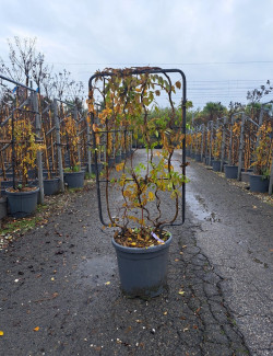 WISTERIA En pot de 15-20 litres forme espalier hauteur totale y compris le pot 110 cm - largeur 060 cm