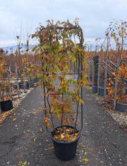 WISTERIA En pot de 35-50 litres forme espalier hauteur 150 cm - largeur 55 cm